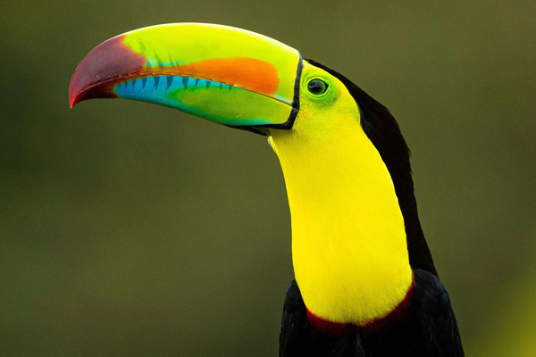 DMA Value Vacations Travel & Tours Inc.: Costa-Rica-Stock-image-bird